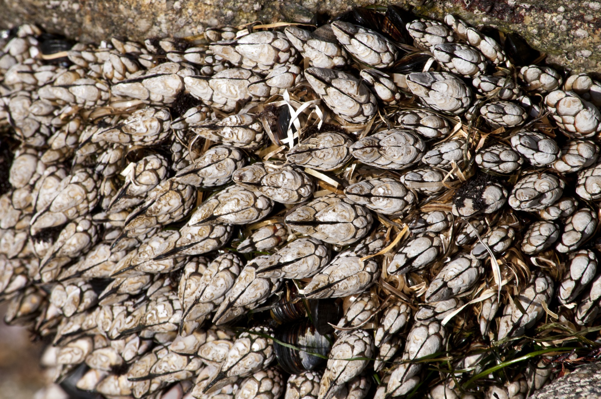 Fonas,  Tapetai,  Modelis,  Kriauklės,  Šparagai,  Papludimys,  Jūra,  Tidepools,  Saldytuvo Fonas, Nemokamos Nuotraukos