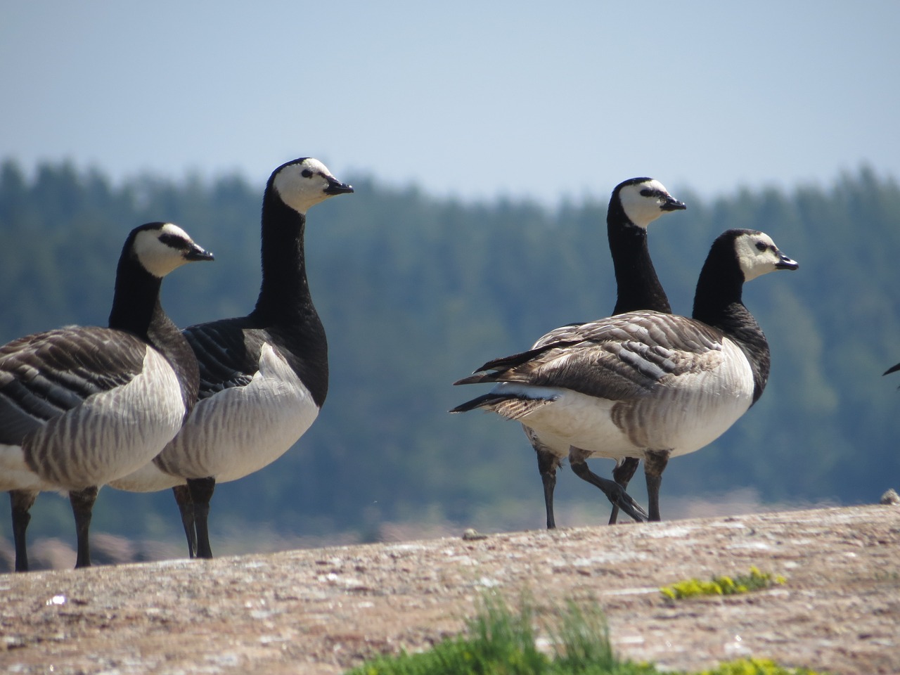 Šparagų Žąsis, Rokas, Keturi, Paukštis, Juoda, Balta, Žąsis, Gamta, Nemokamos Nuotraukos,  Nemokama Licenzija