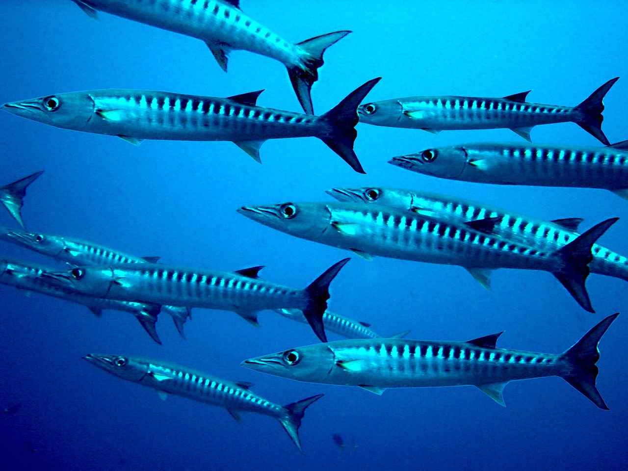 Barracuda, Žuvis, Nardymas, Meeresbewohner, Povandeninis Pasaulis, Egzotiškas, Jūrų Augalija Ir Gyvūnija, Gamta, Papuanas, Nemokamos Nuotraukos