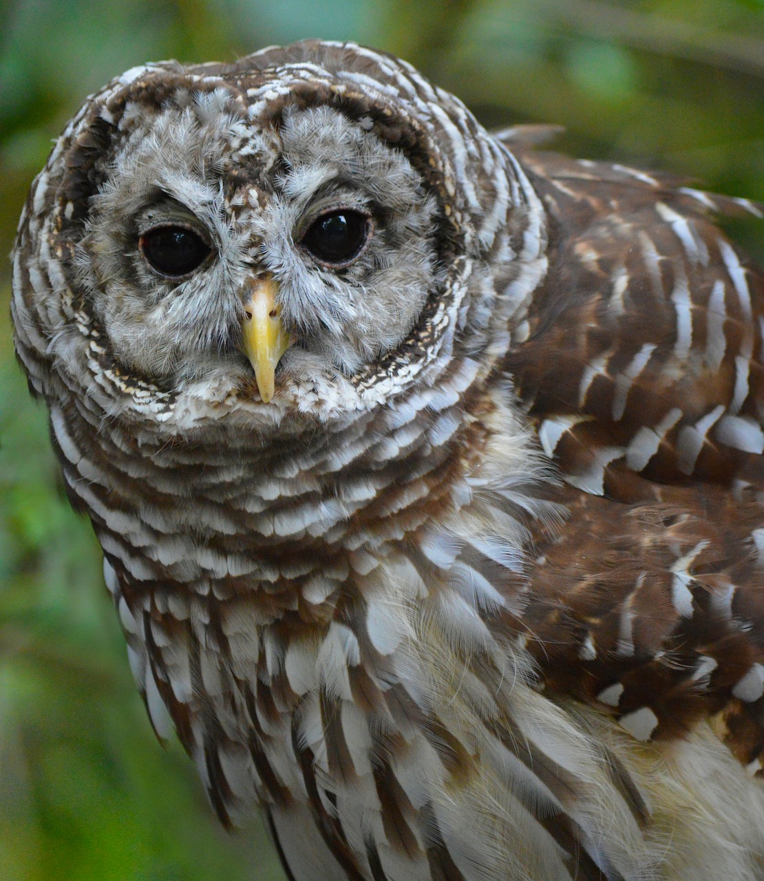 Uždaras Pelėnas, Pelėdos, Gamta, Paukštis, Laukinė Gamta, Plėšrūnas, Raptoras, Gyvūnas, Snapas, Plunksna