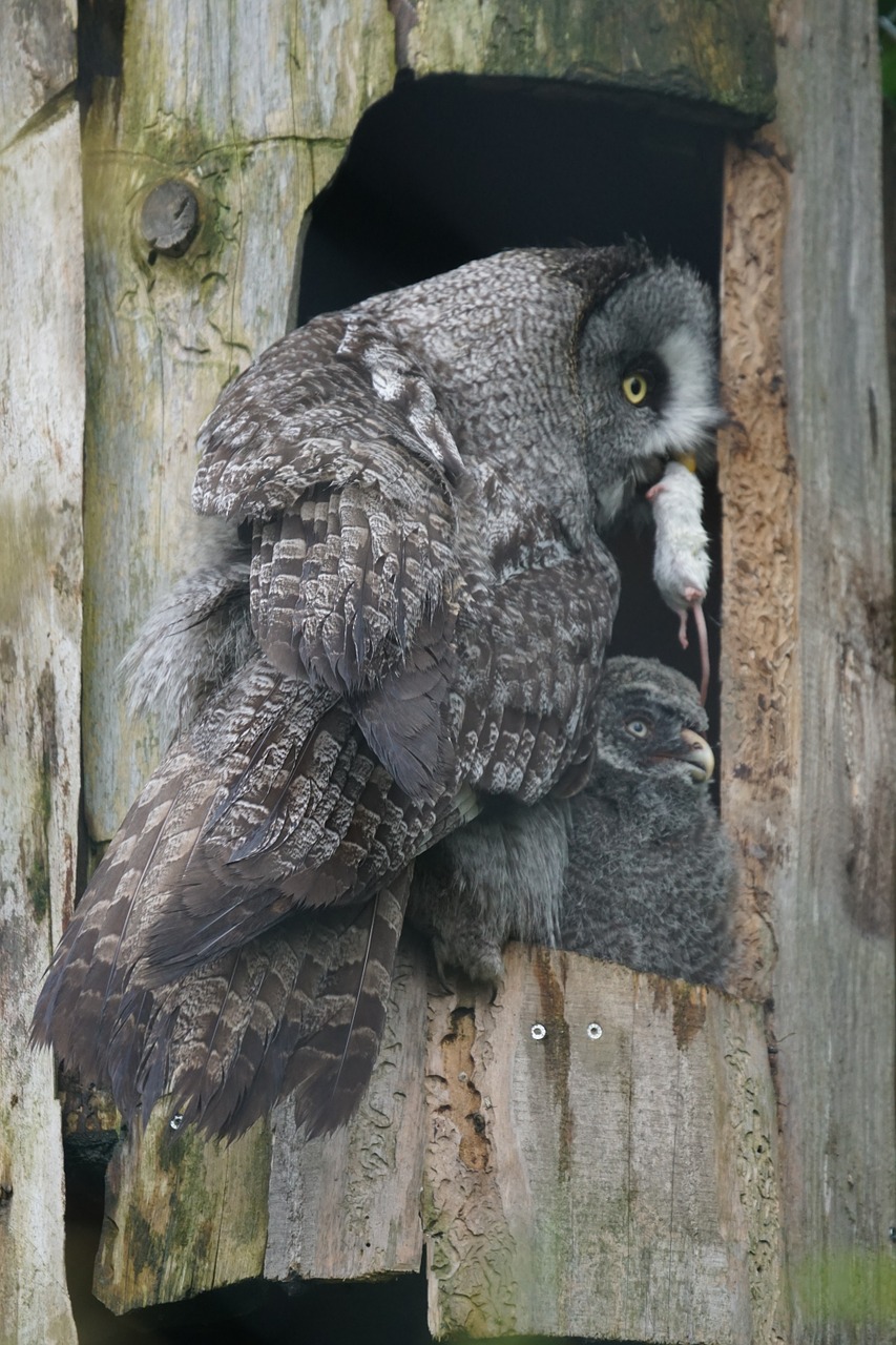 Bart Owl, Pelėdos, Paukštis, Viščiukai, Maistas, Šiaudų Nebulosa Lapponica, Nemokamos Nuotraukos,  Nemokama Licenzija