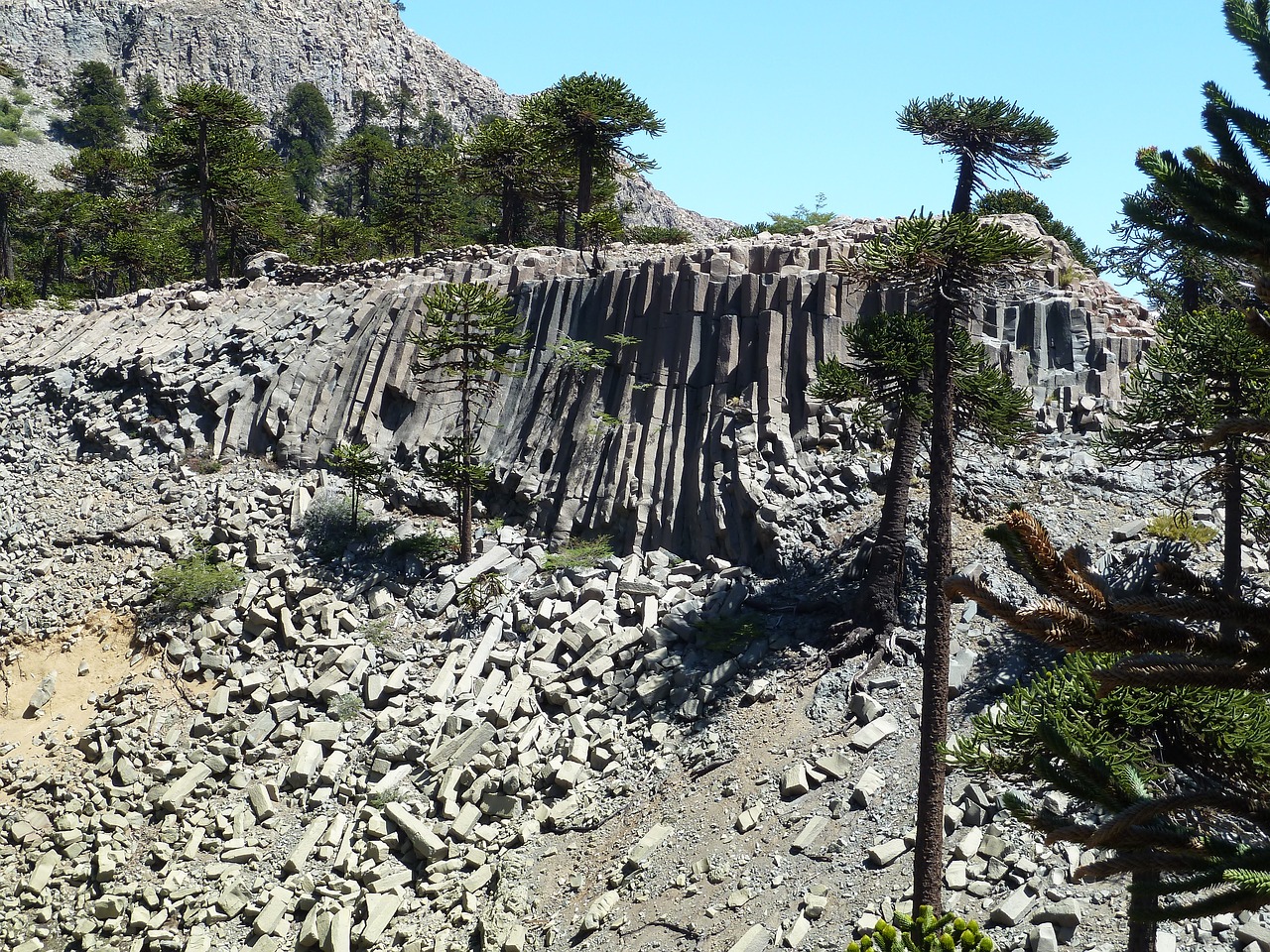 Bazalto Kolonos, Araucaria, Medžiai, Andes, Patagonia, Panoraminis, Kalnas, Dykuma, Kraštovaizdis, Akmenys