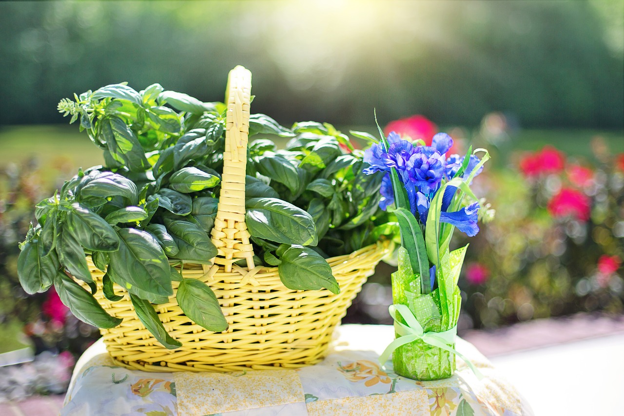 Bazilikas, Žolė, Šviežias, Ekologiškas, Vegetariškas, Natūralus, Sveikas, Ingredientas, Žalias, Virimo