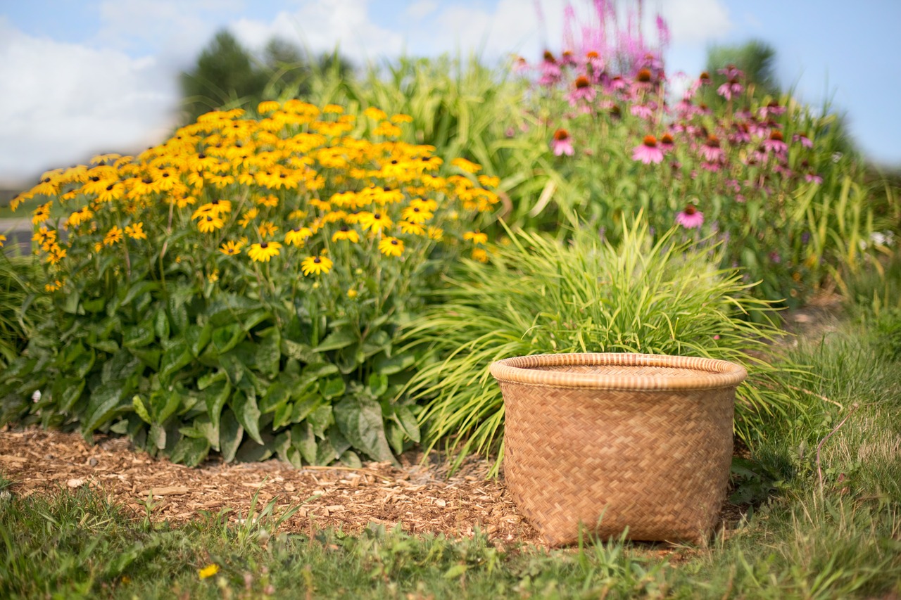 Krepšelis, Coneflowers, Laukinės Vasaros Spalvos, Vasara, Gėlių Laukas, Gamta, Nemokamos Nuotraukos,  Nemokama Licenzija