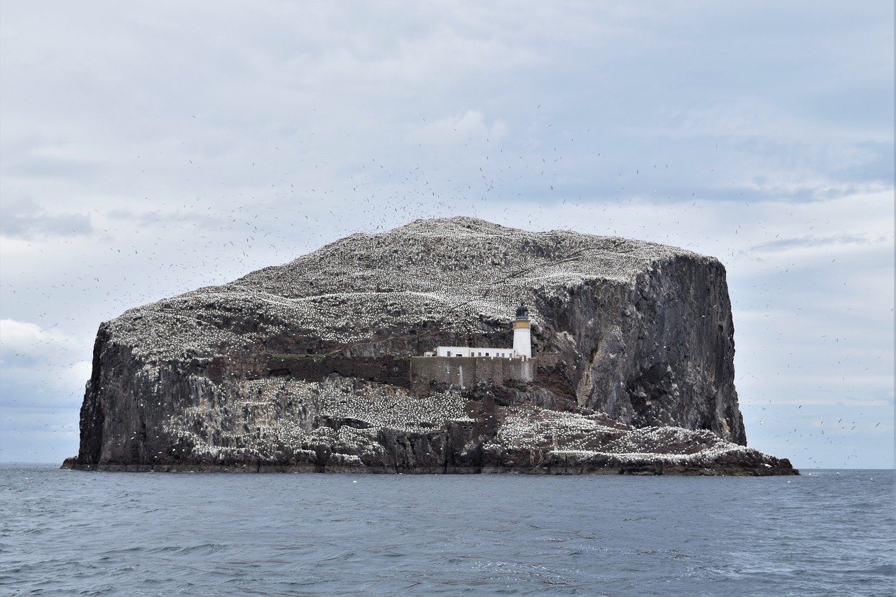 Bass Rock, Gannets, Jūros Paukštis, Kolonija, Paukštis, Pirmyn, Firth, Berwick, Uk, Škotija