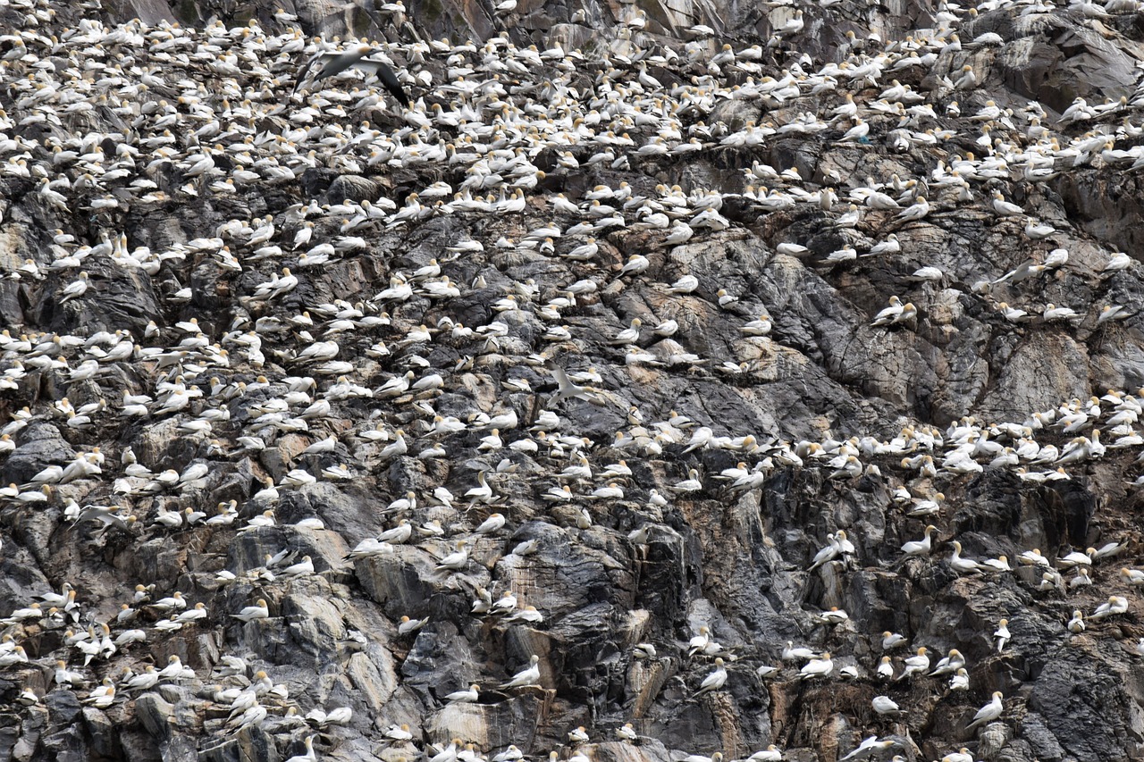 Bass Rock, Gannets, Jūros Paukštis, Kolonija, Paukštis, Pirmyn, Firth, Berwick, Uk, Škotija