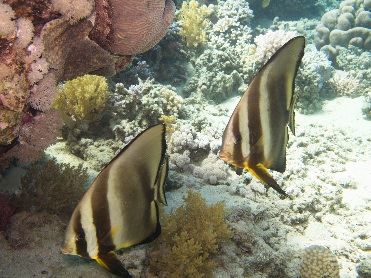 Batfish, Rotesmeier, Povandeninis, Nemokamos Nuotraukos,  Nemokama Licenzija