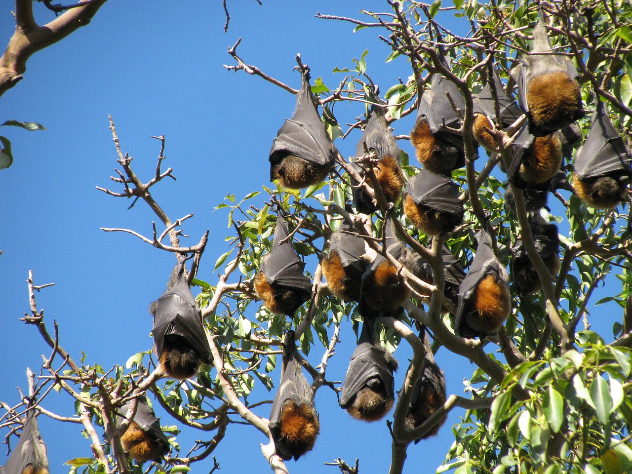 Šikšnosparniai, Laukinė Gamta, Australia, Skraidanti Lapė, Chiroptera, Gyvūnas, Sparnas, Halloween, Miega, Medis