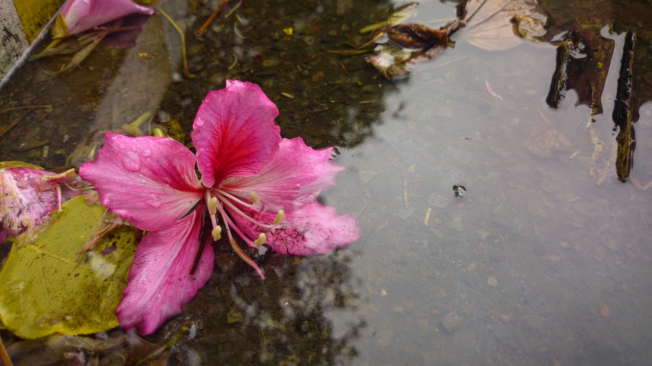 Bauhinia, Žiedlapis, Xie, Žydėjimas, Žydi, Natūralus, Augalas, Rožinė Raudona, Nemokamos Nuotraukos,  Nemokama Licenzija