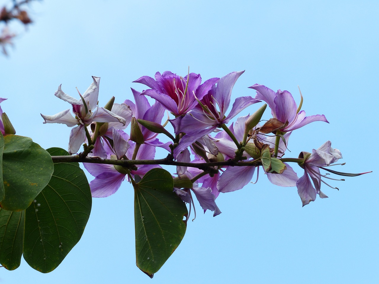 Bauhinie, Gėlės, Rožinis, Violetinė, Šviesiai Violetinė, Medis, Bauhinia, Orchidėjų Medis, Ankštiniai, Fabaceae