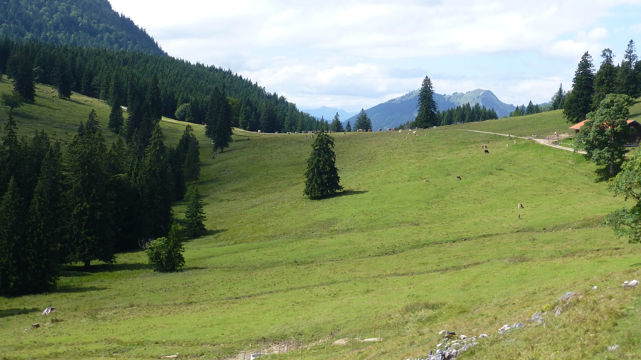 Bavarija, Allgäu, Padovanoti Samanų Alpe, Karvės, Pranešta, Nemokamos Nuotraukos,  Nemokama Licenzija