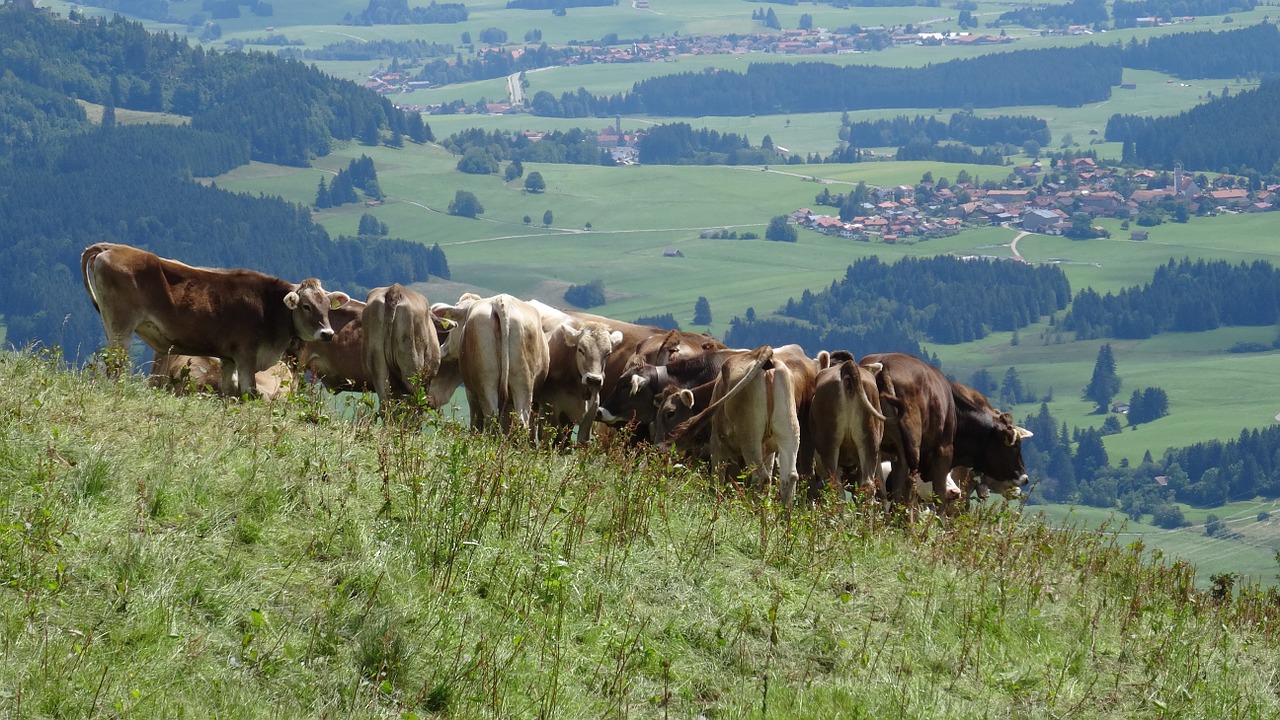 Bavarija, Allgäu, Nesselwang, Kappler Alpe, Karvės, Vaizdas, Panorama, Nemokamos Nuotraukos,  Nemokama Licenzija
