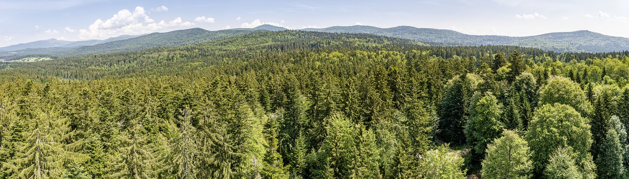 Bavarian Forest,  Peržiūrėti,  Miškas,  Pobūdį,  Medžiai,  Kraštovaizdis,  Žygiai,  Požiūris,  Laisvalaikis,  Tolimas Vaizdas