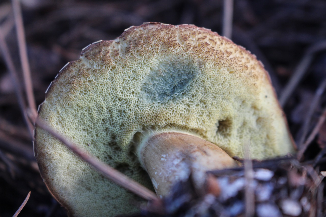 Bay Bolete, Grybelis, Gamta, Grybai, Miškas, Ruduo, Ruda, Maistas, Valgomieji, Grybai