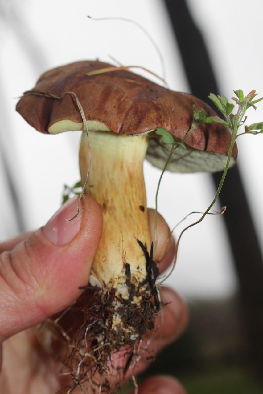 Bay Bolete, Grybelis, Grybai, Pušis, Adatos, Valgymas, Ruduo, Bolete, Miškas, Valgomieji