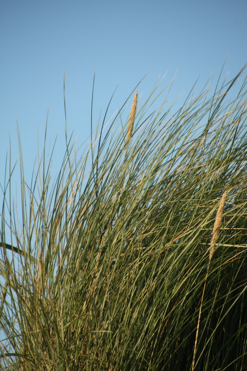 Papludimys, Marram Žolė, Žolė, Vėjas, Jūra, Nemokamos Nuotraukos,  Nemokama Licenzija