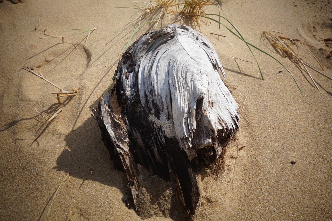 Papludimys, Mediena, Driftwood, Smėlis, Vandenynas, Nemokamos Nuotraukos,  Nemokama Licenzija