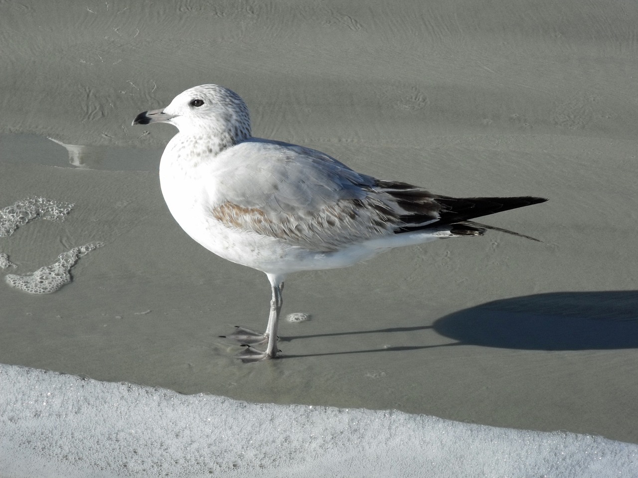 Papludimys, Paukščiai, Pakrantė, Gamta, Kranto, Vandenynas, Paukštis, Kranto Bird, Vanduo, Smėlis