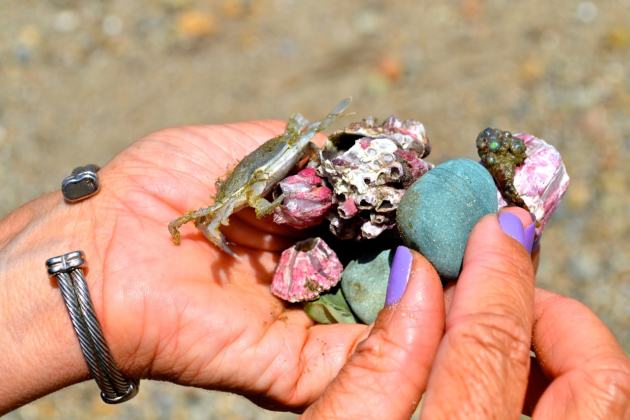 Papludimys, Lobiai, Puerto Lopez, Ecuador, Nemokamos Nuotraukos,  Nemokama Licenzija