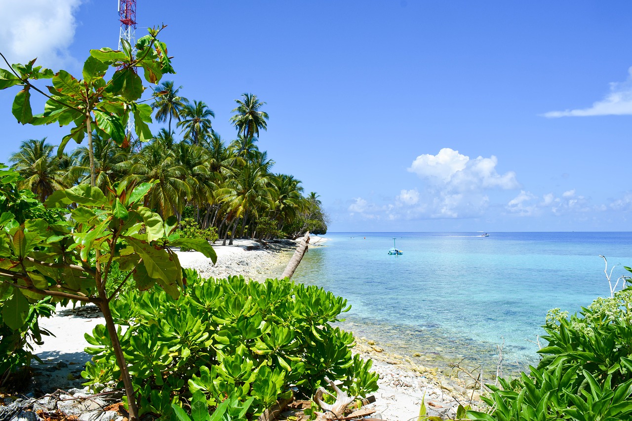 Papludimys, Palmės, Jūros Dugnas, Maldyvai, Dharavandhoo, Baa, Nemokamos Nuotraukos,  Nemokama Licenzija