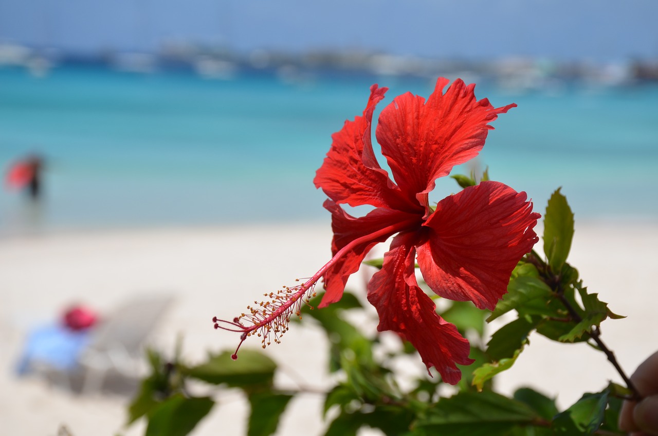 Papludimys, Hibiscus Gėlė, Karibai, Jūra, Smėlis, Sūrus Vanduo, Rudos Paplūdimys, Nemokamos Nuotraukos,  Nemokama Licenzija