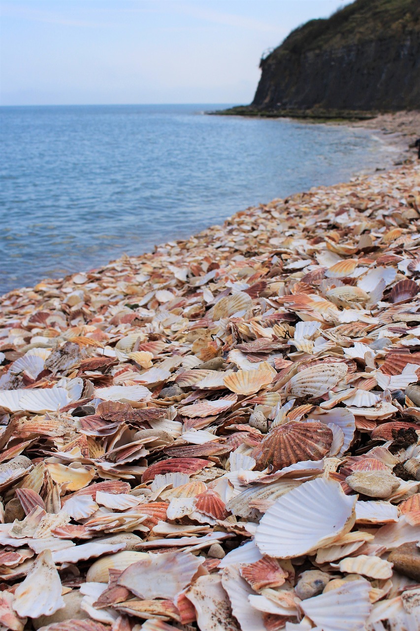 Papludimys, Moliuskų Lukštai, Kriauklės, Clam, Jūra, Vanduo, Normandija, Kelionė, Jūros Gėrybės, Nemokamos Nuotraukos