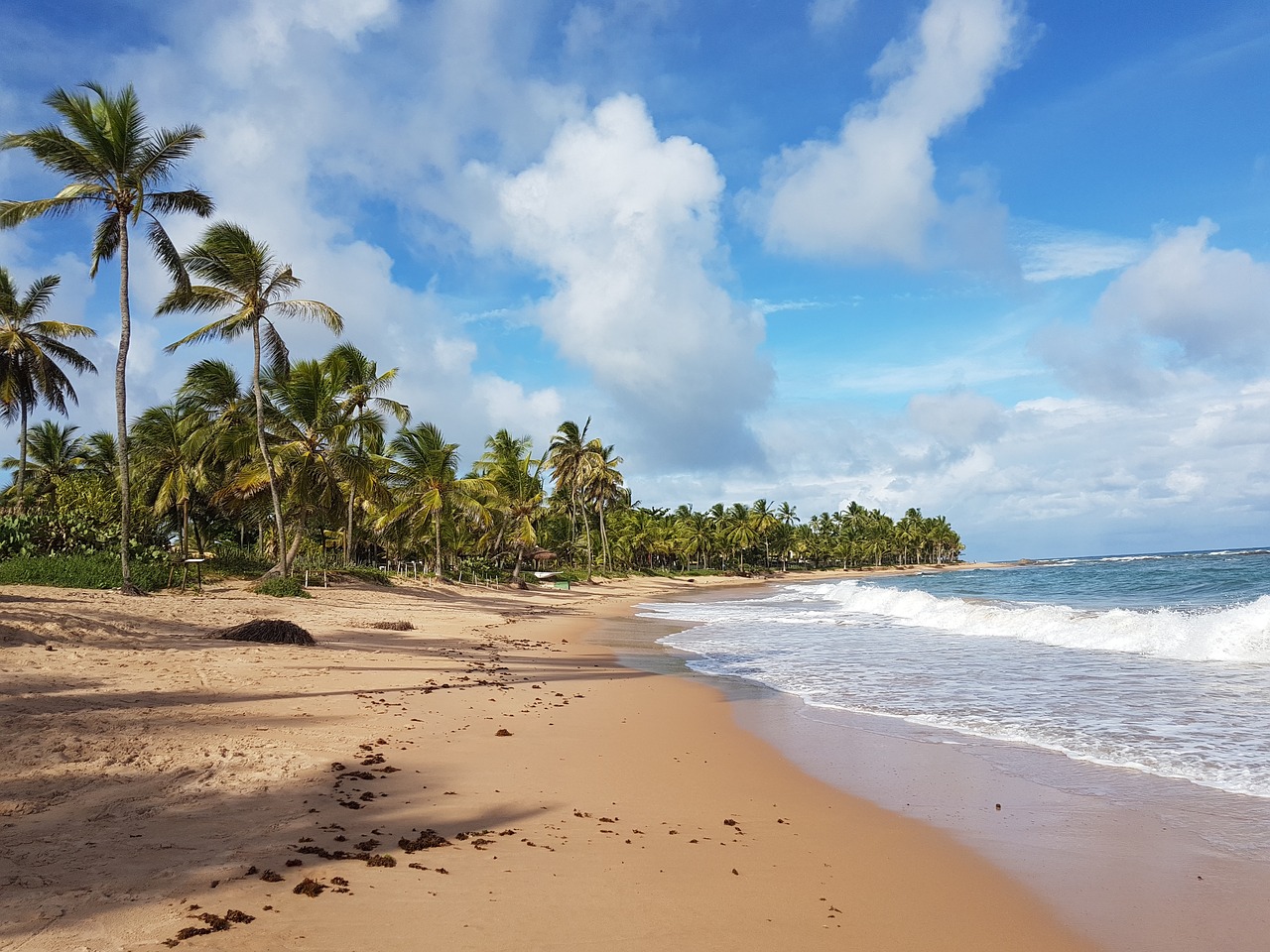 Papludimys, Kraštovaizdis, Gamta, Mar, Kokoso Medžiai, Brazilija, Bahia, Nemokamos Nuotraukos,  Nemokama Licenzija