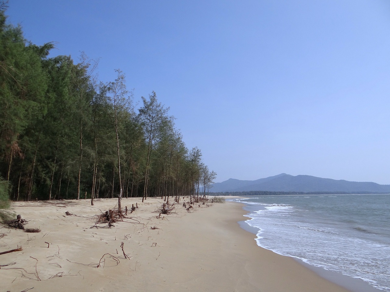 Papludimys, Baltas Smėlis, Casuarina Miškas, Arabų Jūra, Karwar, Indija, Nemokamos Nuotraukos,  Nemokama Licenzija