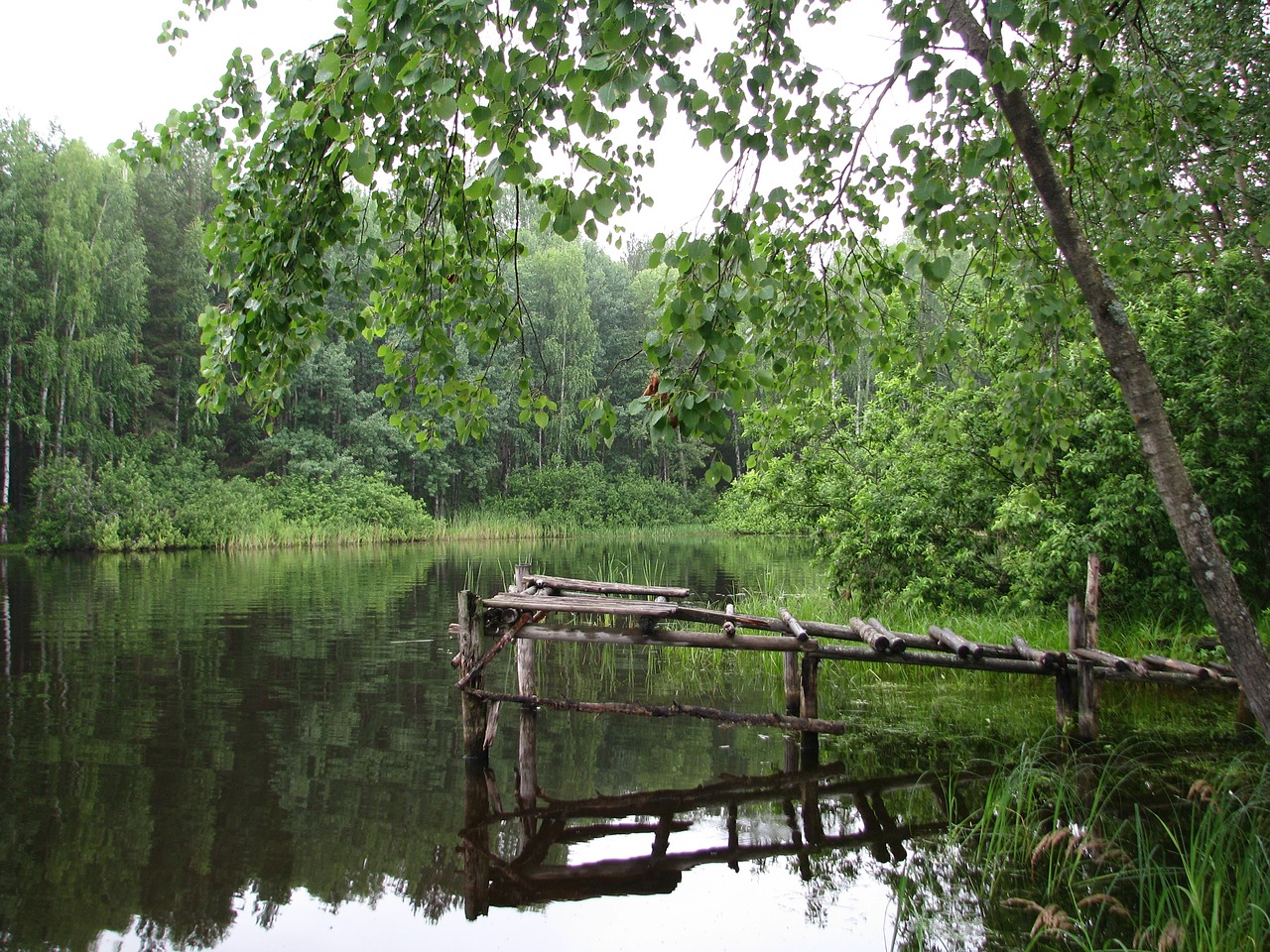 Papludimys, Vanduo, Dangus, Vasara, Twilight, Medžiai, Kelionė, Miškas, Grožis, Turizmas