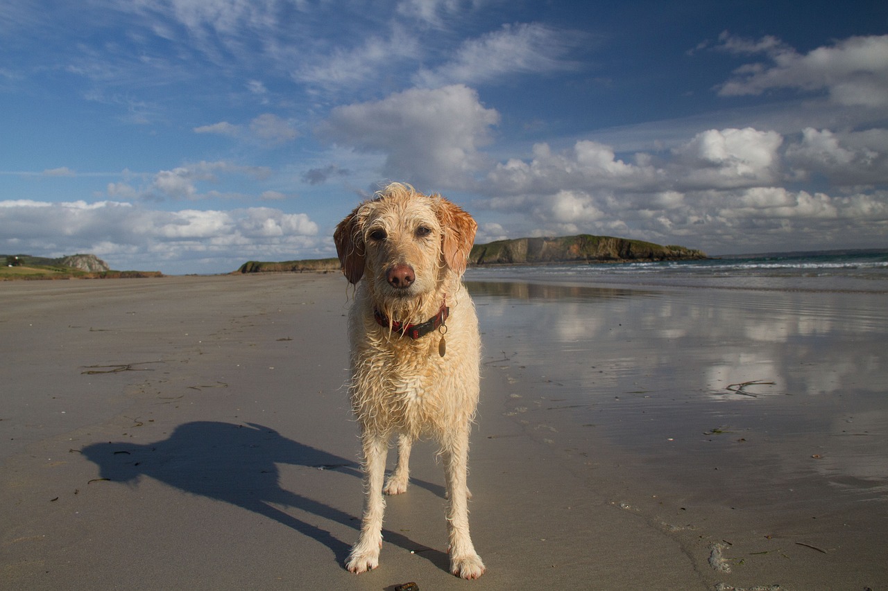 Papludimys, Šuo, Vandenynas, Labradoodle, Nemokamos Nuotraukos,  Nemokama Licenzija