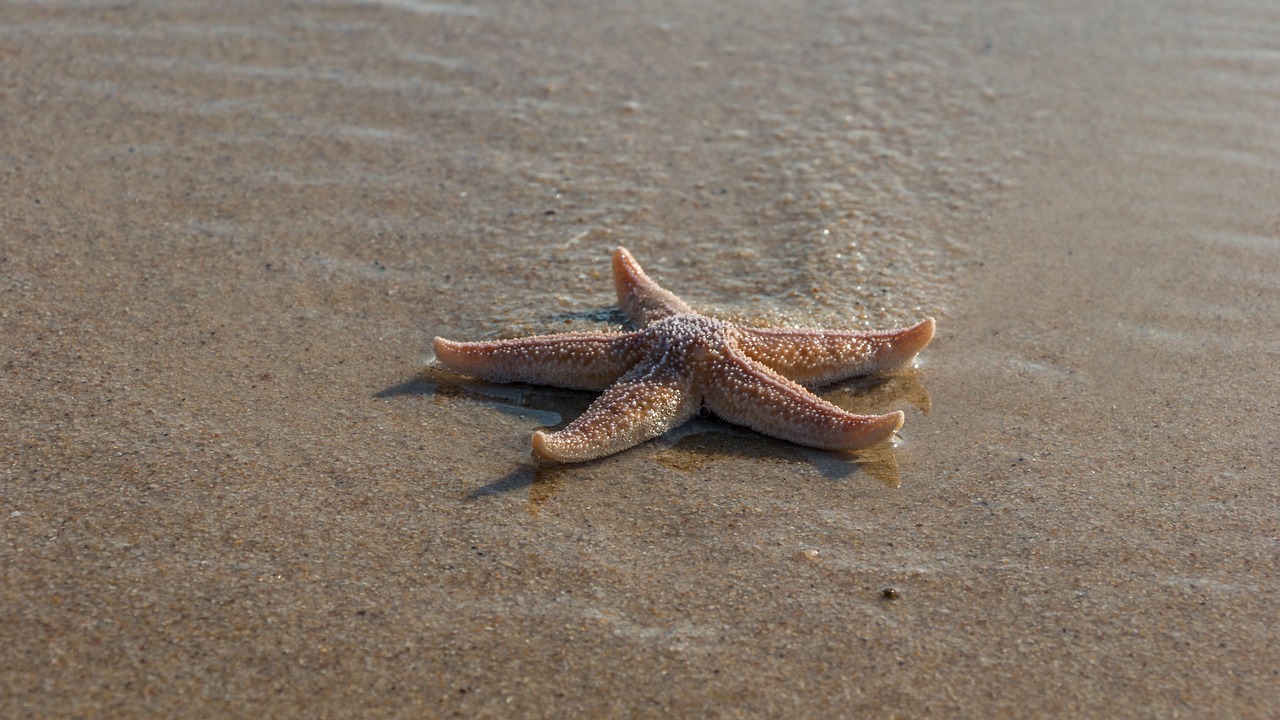 Papludimys,  Vandens,  Jūra,  Sylt,  Starfish,  Gyvūnas,  Padaras, Nemokamos Nuotraukos,  Nemokama Licenzija