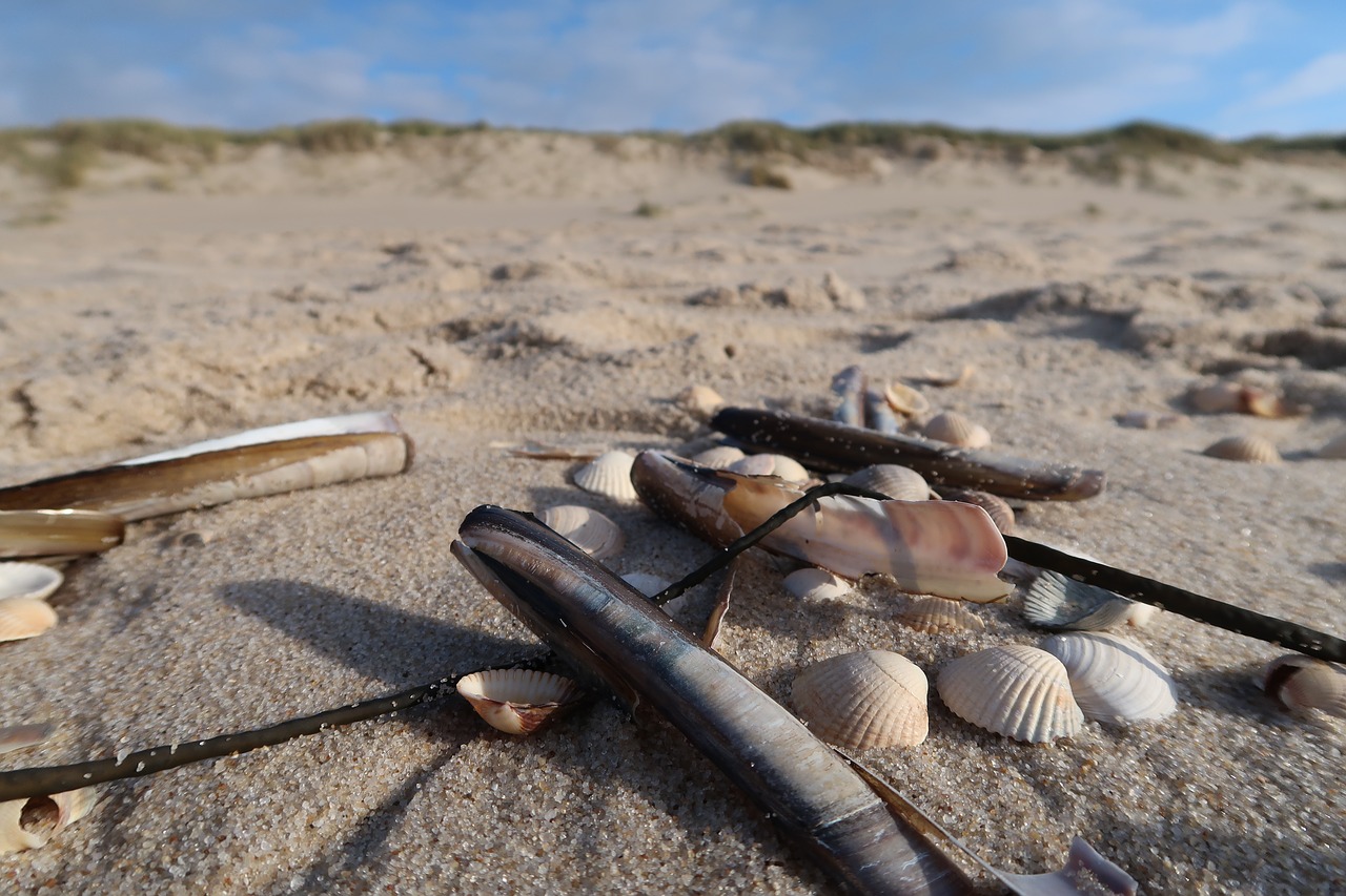 Papludimys,  Šiaurės Jūra,  Smėlio Paplūdimys,  Apvalkalas,  Smėlis,  Jūra,  Kolekcija,  Sylt,  Natiurmortas,  Pobūdį