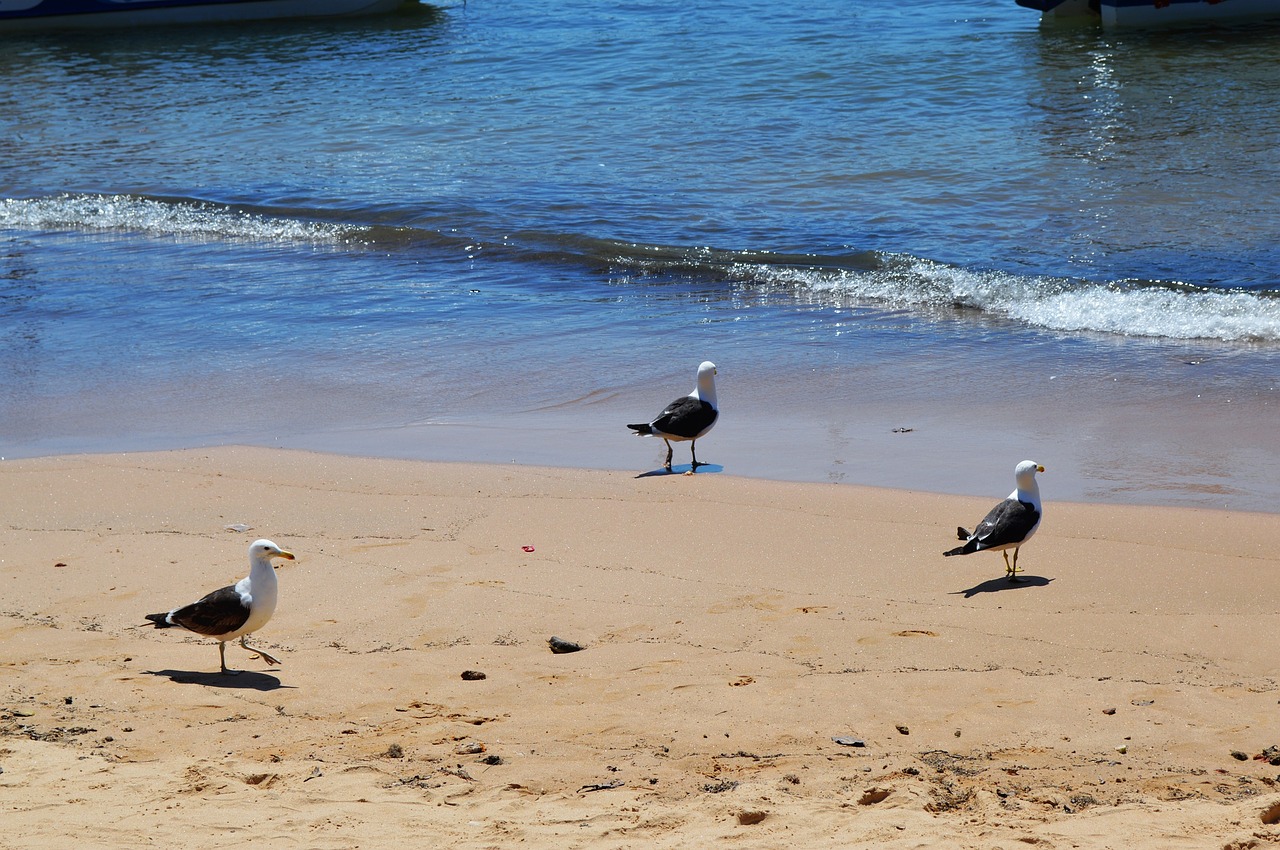 Papludimys, Mar, Beira Mar, Gamta, Smėlis, Paukštis, Bangos, Valtis, Pelican, Agua