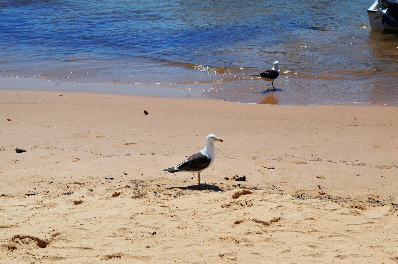 Papludimys, Mar, Beira Mar, Gamta, Smėlis, Paukštis, Bangos, Valtis, Pelican, Agua