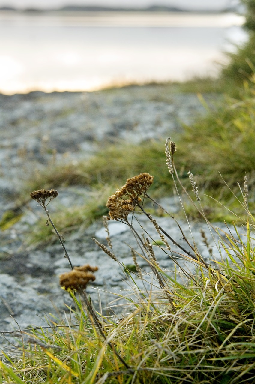 Papludimys, Gamta, Vandenynas, Nemokamos Nuotraukos,  Nemokama Licenzija