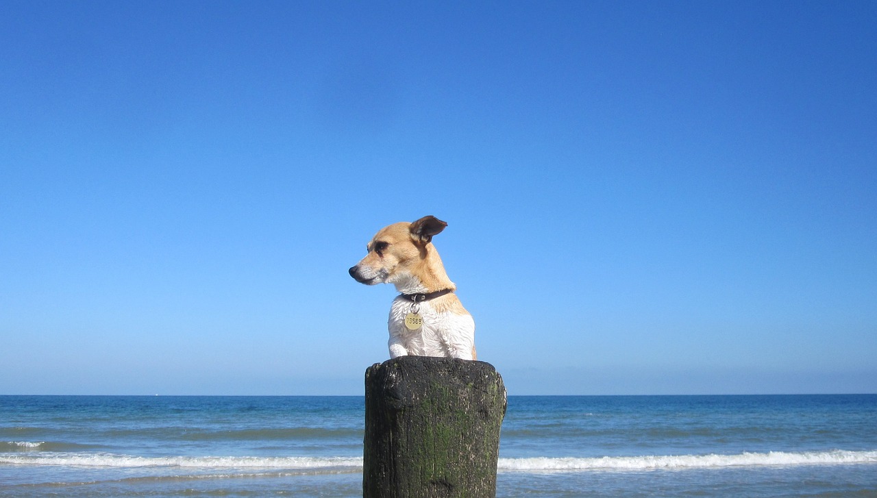 Papludimys, Smėlis, Naminis Gyvūnėlis, Jackrussell, Dicky, Šunys, Šuo, Zealand, Vaizdas, Gamta