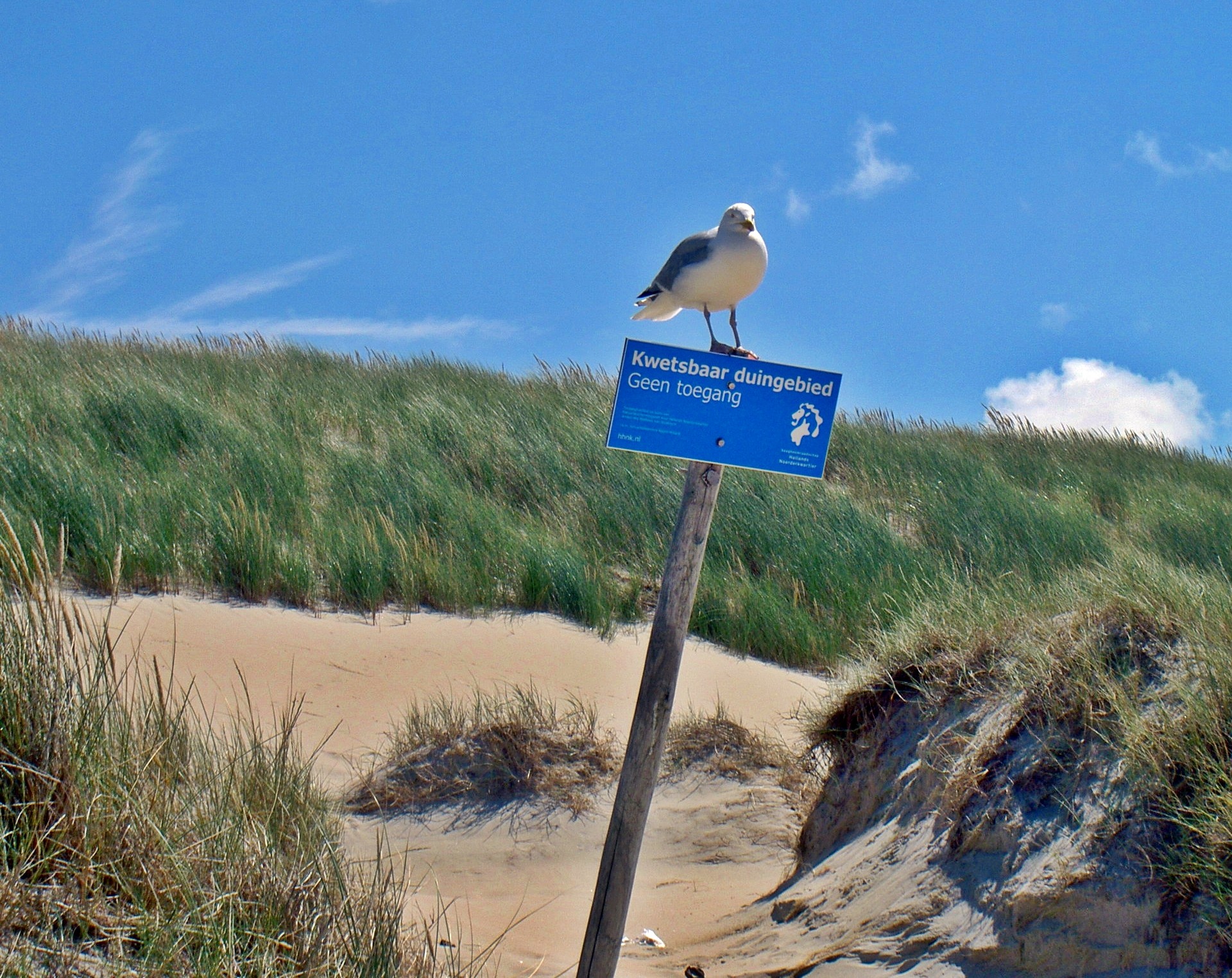 Kepuraitė,  Kajakas,  Paukštis,  Kopos,  Papludimys,  Texel,  Holland,  Nyderlandai,  Paplūdimio Apsauga, Nemokamos Nuotraukos