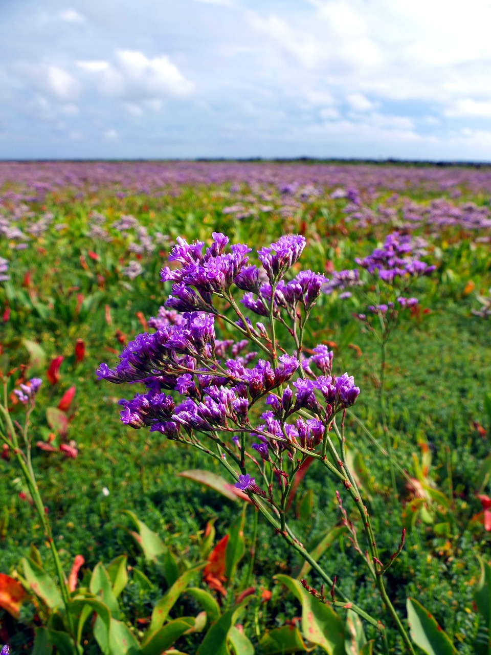 Paplūdimio Alyvinė, Druskos Pievos, Jūra, Sala, Amrum, Kranto, Šiaurės Jūra, Violetinė, Nemokamos Nuotraukos,  Nemokama Licenzija