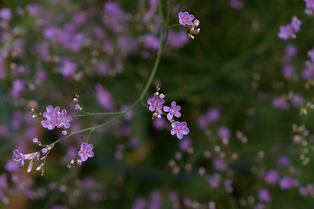 Paplūdimio Alyvinė, Trockenblume, Vasaros Gėlė, Violetinė, Švelnus, Filigranas, Gėlė, Augalas, Gamta, Violetinė