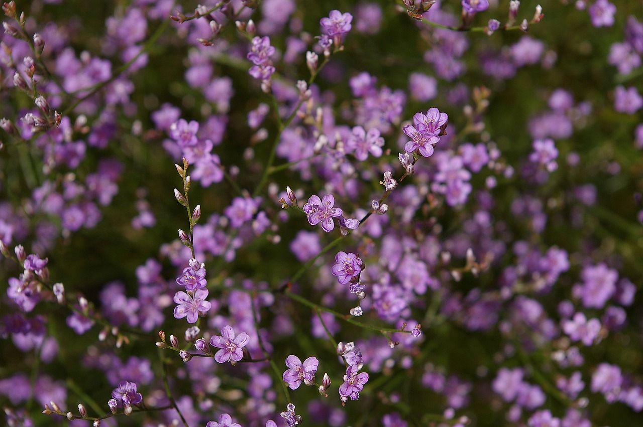 Paplūdimio Alyvinė, Trockenblume, Vasaros Gėlė, Violetinė, Švelnus, Filigranas, Gėlė, Augalas, Gamta, Violetinė