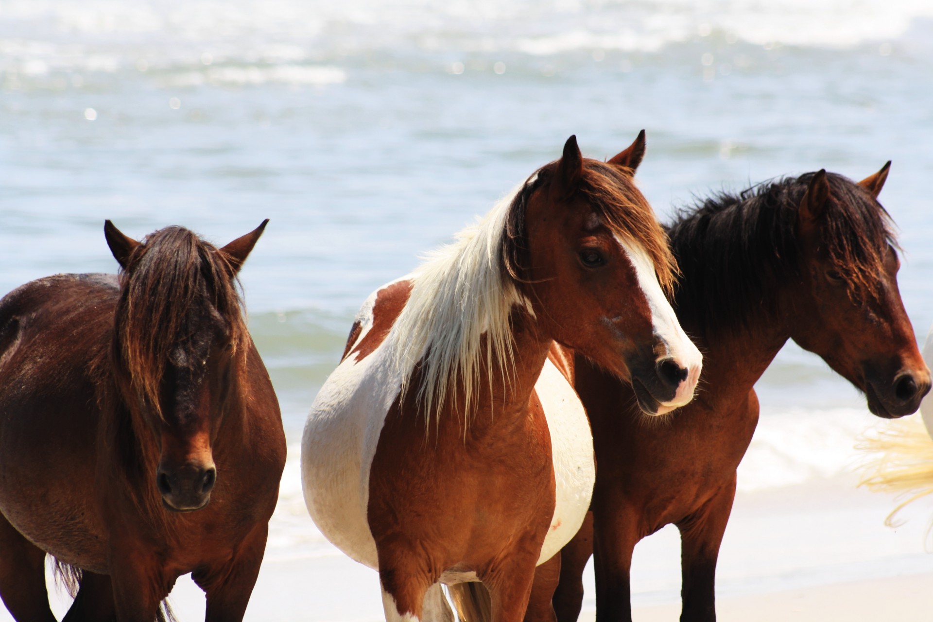 Arkliai,  Poniai,  Laukiniai & Nbsp,  Gyvūnai,  Papludimys,  Vandenynas,  Md,  Maryland,  Padėjėjas,  Chincoteague