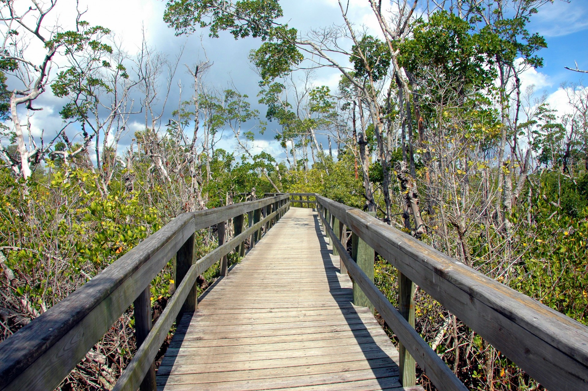 Papludimys,  Takas,  Medinis,  Lentynas,  Struktūra,  Vaizdingas,  Kraštovaizdis,  Įėjimas,  Atogrąžų Klimatas,  Florida