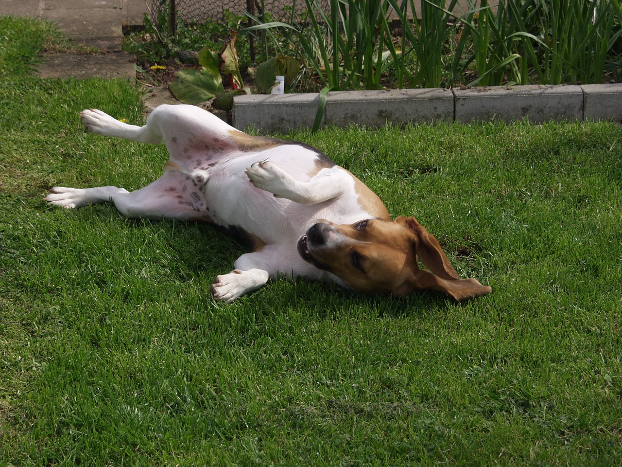 Beagle, Šuo, Naminis Gyvūnėlis, Žolė, Out, Žaisti, Gulėti Ant Nugaros, Laimingas, Šuniukas, Nemokamos Nuotraukos