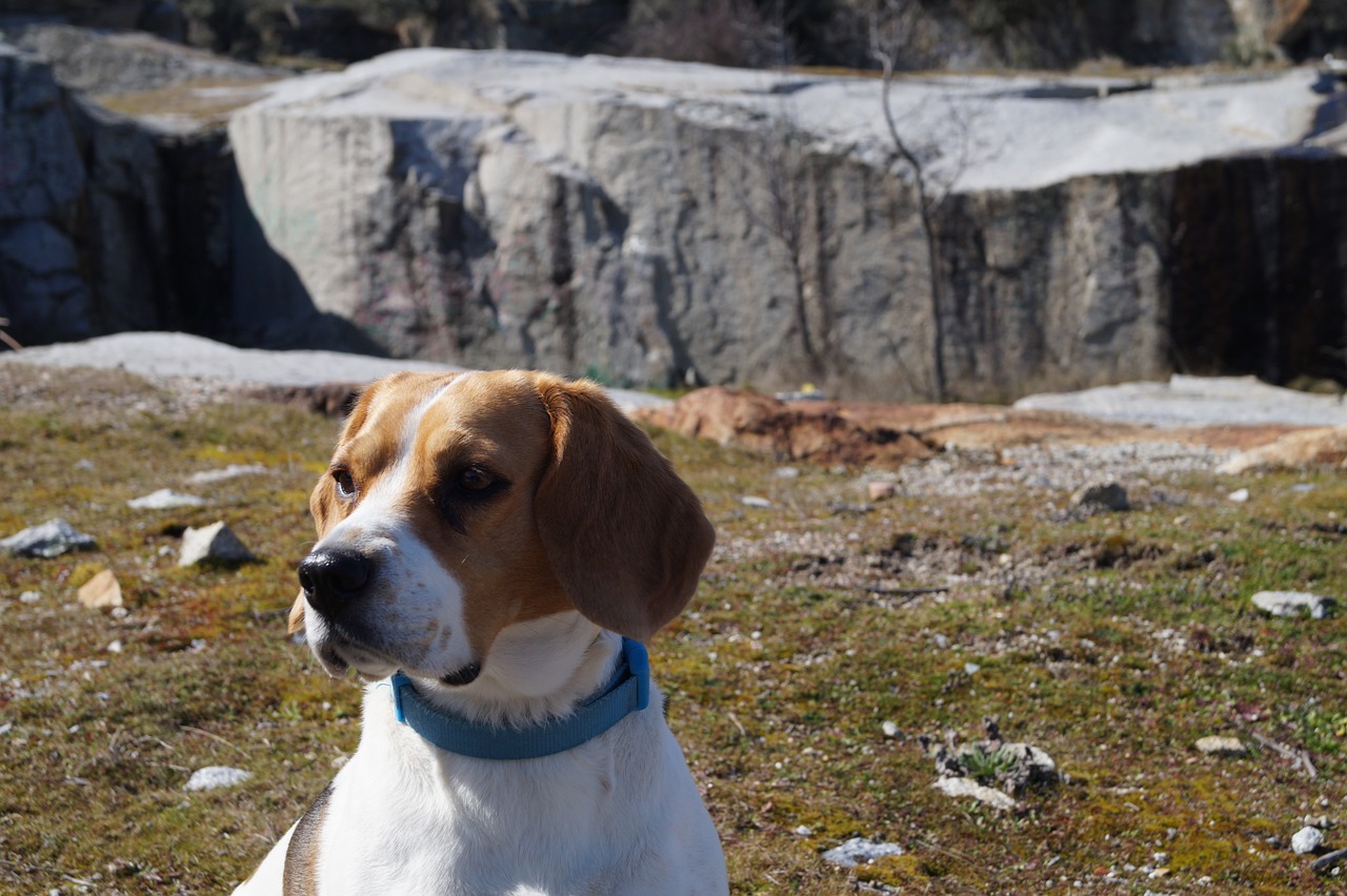 Beagle, Gyvūnas, Draugas, Naminis Gyvūnėlis, Stebėti, Nemokamos Nuotraukos,  Nemokama Licenzija