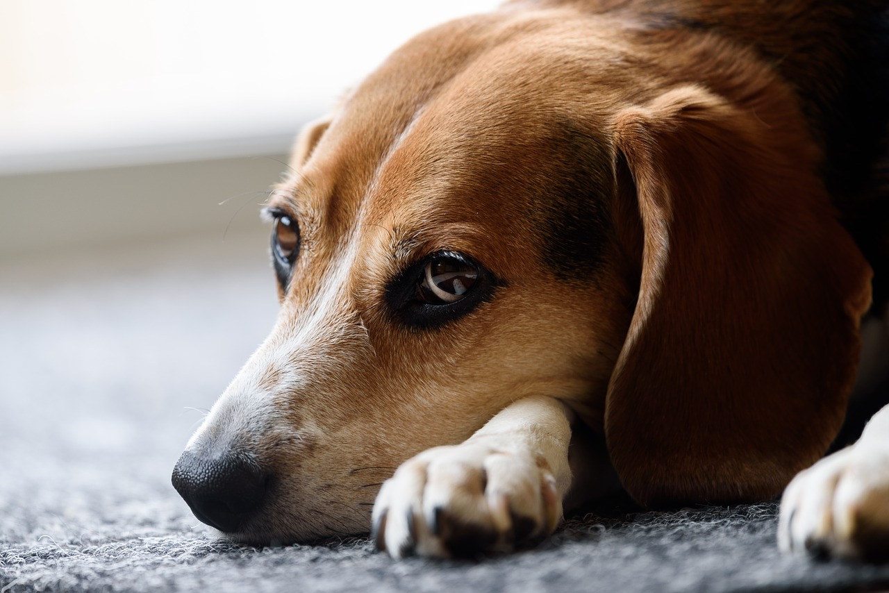 Beagle, Šuo, Mielas, Gyvūnas, Naminis Gyvūnėlis, Šunys, Skalikas, Žavinga, Poilsio, Kailis