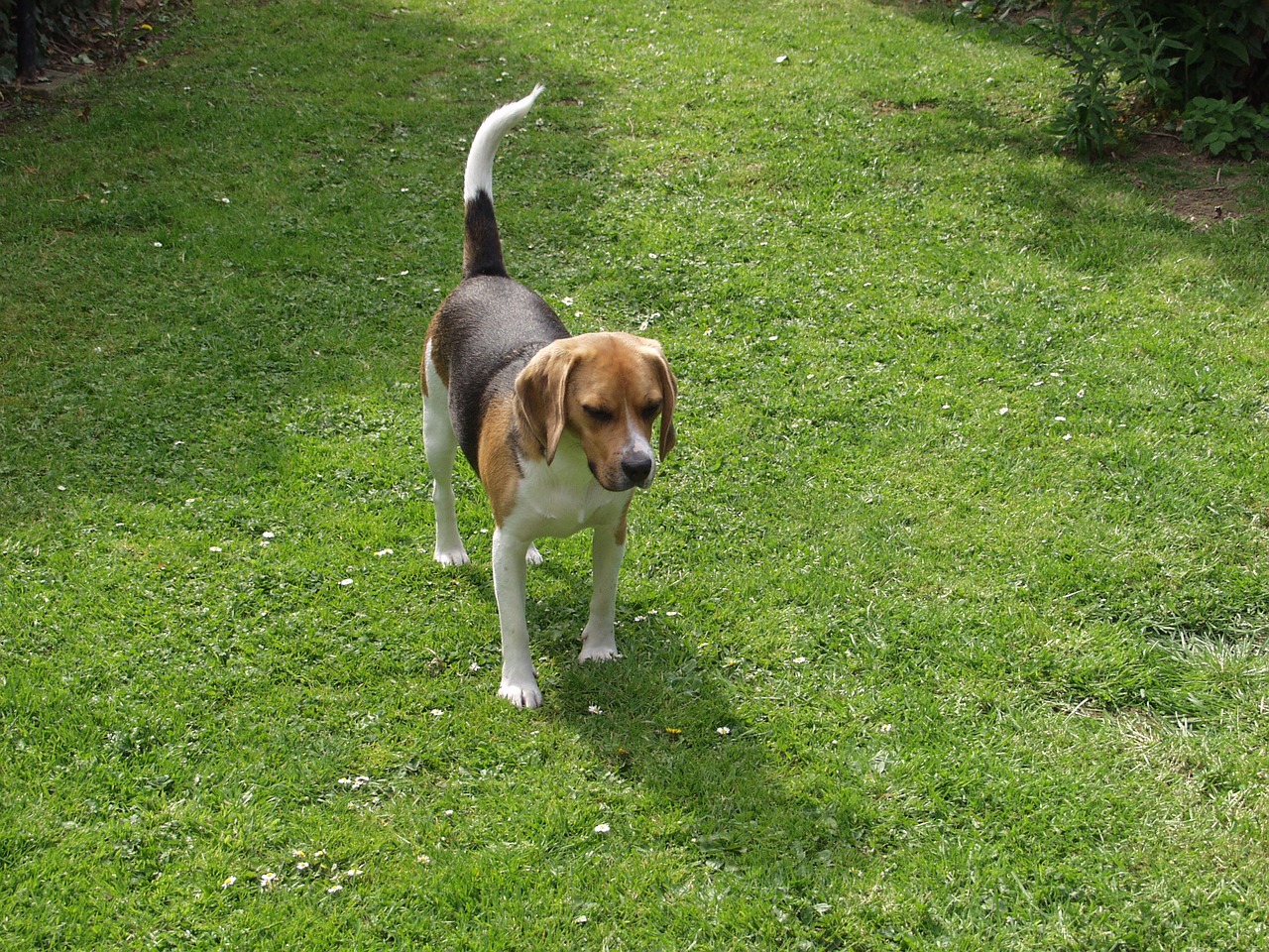 Beagle, Naminis Gyvūnėlis, Laukinės Gamtos Fotografija, Nemokamos Nuotraukos,  Nemokama Licenzija