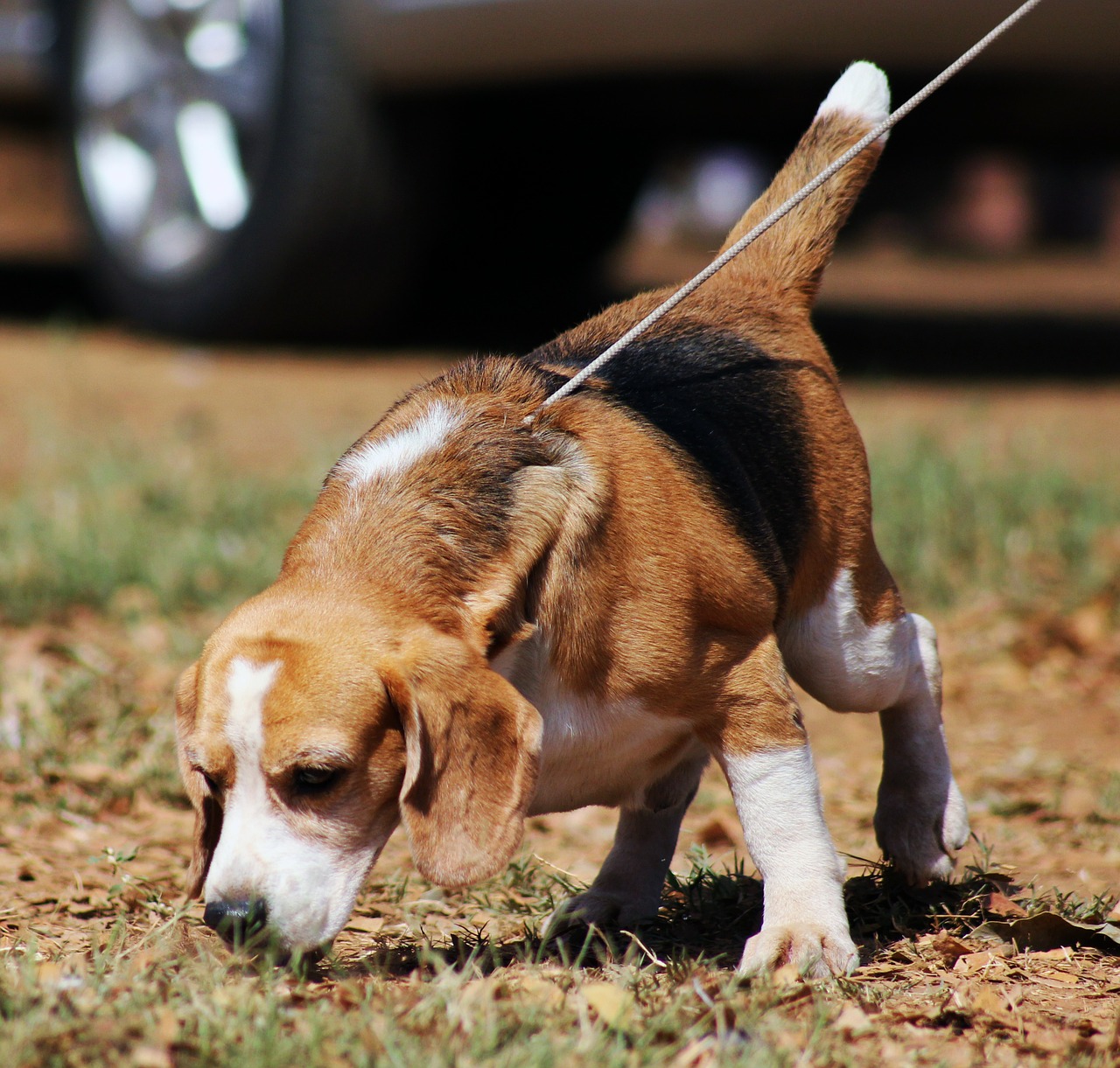 Beagle, Šuo, Naminis Gyvūnėlis, Gyvūnas, Ruda, Šunys, Vidaus, Žinduolis, Draugas, Grynakraujis