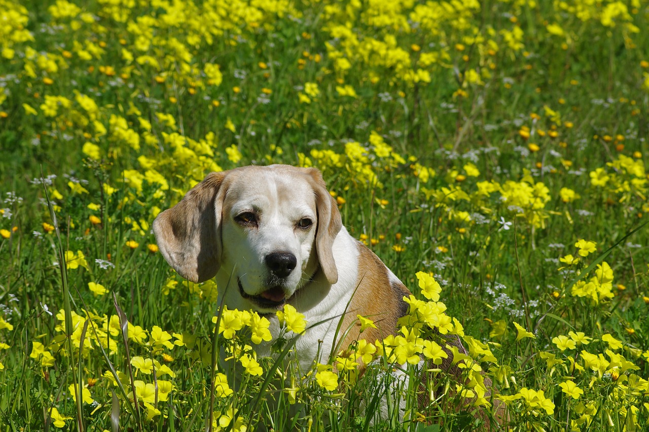 Beagle, Šuo, Senyvo Amžiaus, Snuff, Skalikas, Draugas, Nosis, Ausys, Portretas, Naminis Gyvūnėlis