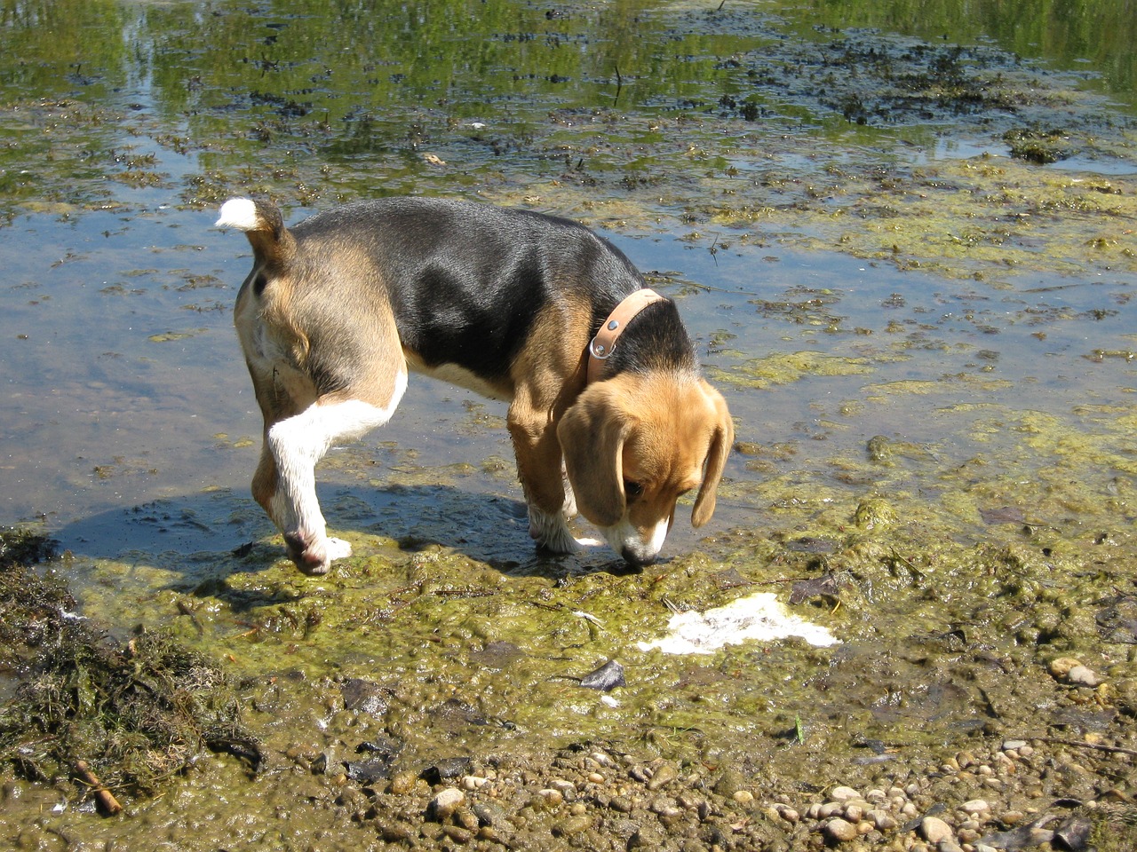 Beagle, Šuo, Vanduo, Varis, Snooping, Paieška, Šuniukas, Šuniukas Šuo, Mažas, Šunys