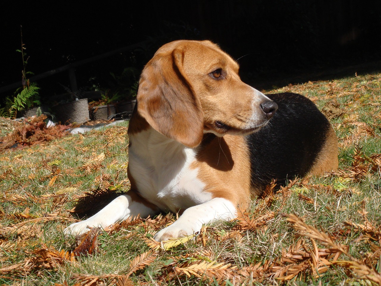 Beagle, Šuo, Naminis Gyvūnėlis, Šunys, Gyvūnas, Mielas, Šunys, Grynakraujis, Nemokamos Nuotraukos,  Nemokama Licenzija